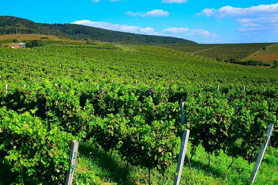 Северный Кавказ хозяйство виноградники