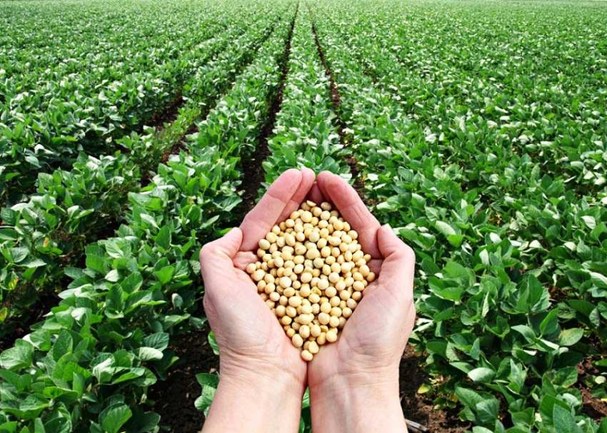 ,   ,    ,  ,  , AGRIBUSINESS SOYA, GROWING SOI, EARTH FOR GROWING SOI