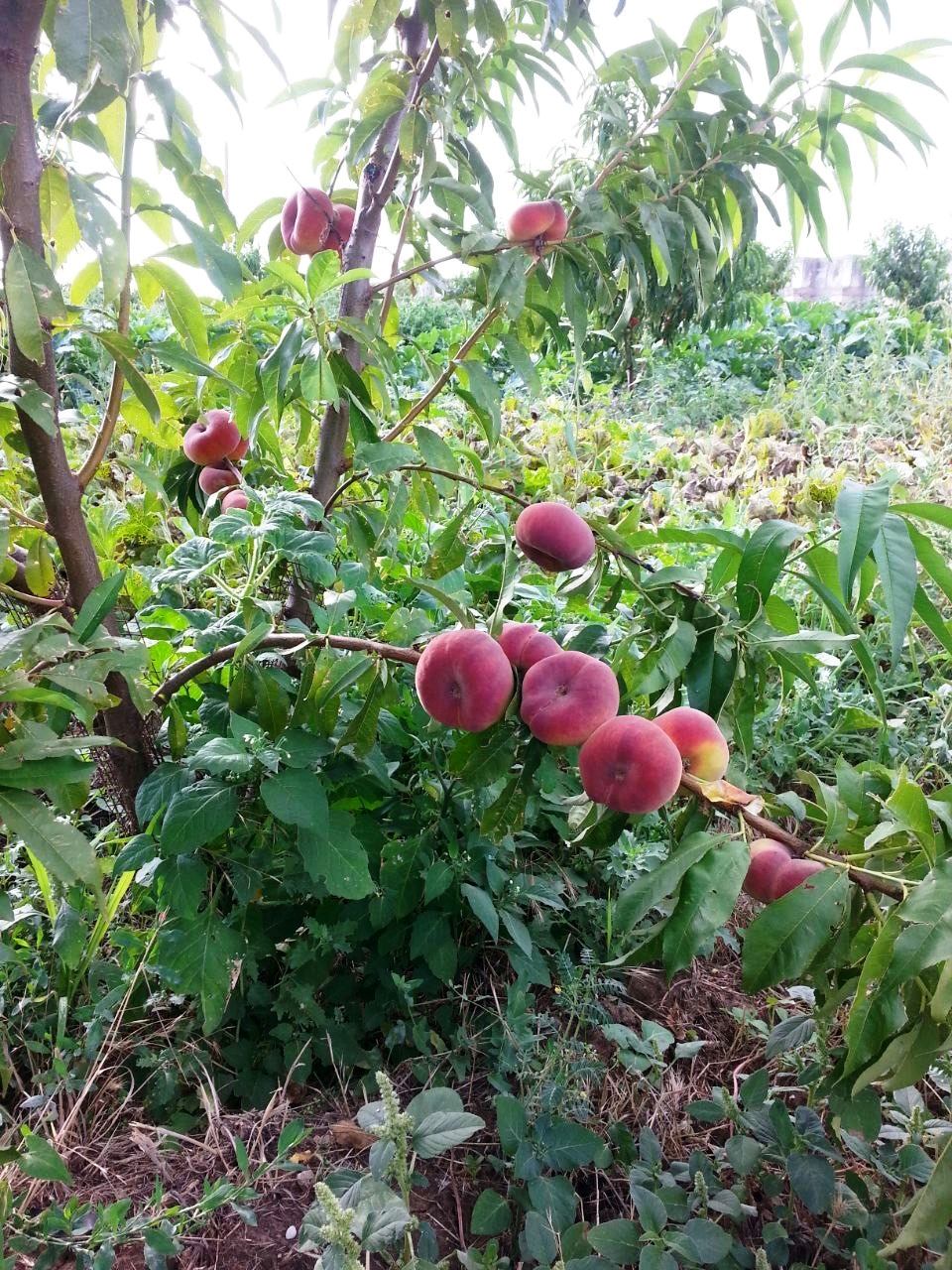    ,    , 15   ,       ,  ,   ,        