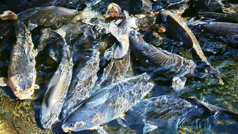 Рыбы краснодарского края фото и описание