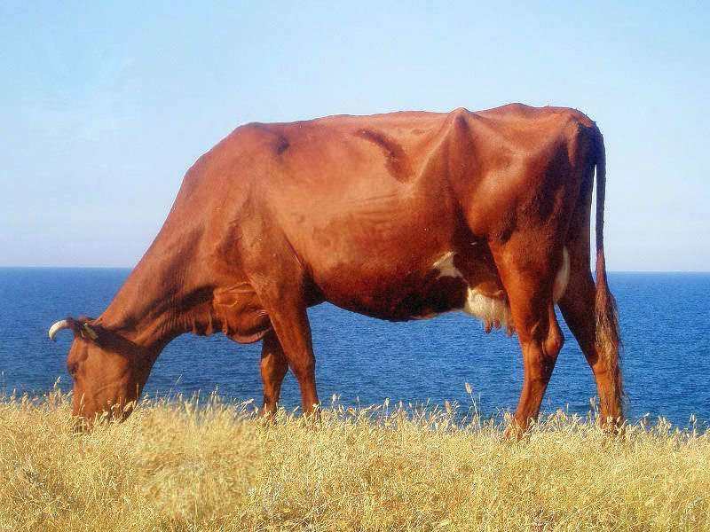 Красная степная порода, Животноводческие хозяйства КРС в Краснодарском крае