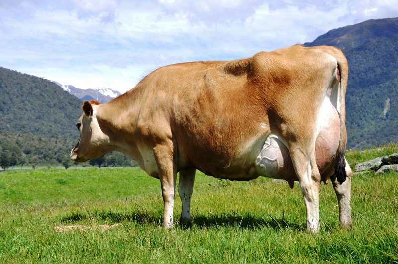 Джерсейская порода коров, Животноводческие хозяйства КРС в Краснодарском крае