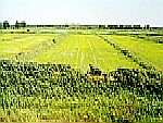  Рисовые хозяйства, чеки Краснодарского края 
