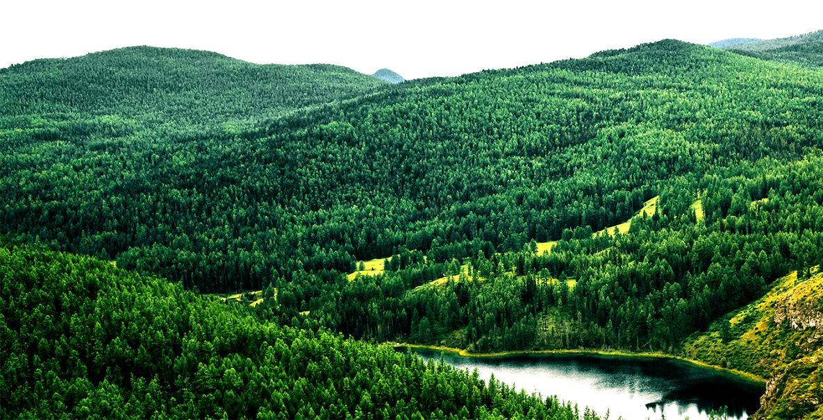 Sale of Forest Lands and Hunting Bases in Russia � KUBANMAKLER