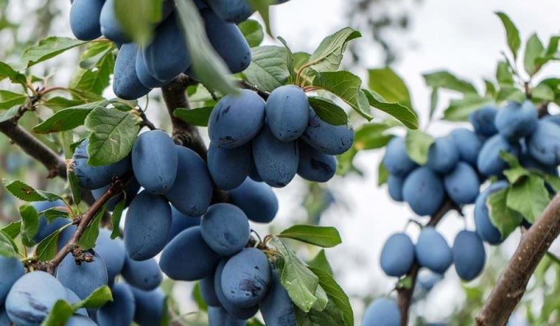 Купить косточковый сад в Краснодарском крае, продажа косточковых садоводческих хозяйств на юге России, купить фруктовый сад, косточковое фруктовое садоводческое хозяйство цена, купить фруктовый плодоносящий сад в Краснодаре