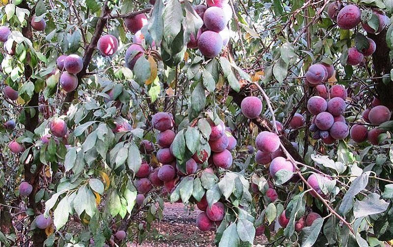 Купить косточковый сад в Краснодарском крае, продажа косточковых садоводческих хозяйств на юге России, купить фруктовый сад, косточковое фруктовое садоводческое хозяйство цена, купить фруктовый плодоносящий сад в Краснодаре