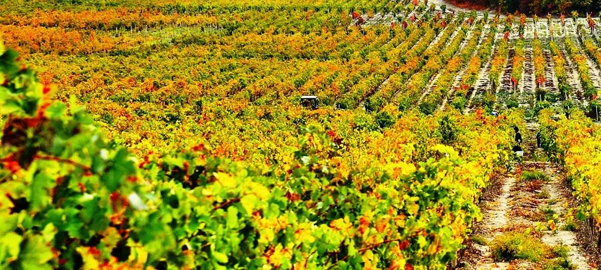 Виноградники ПОД ЗАКАЗ, ПРОДАЖА действующих виноградников, земли для виноградников ПОД ЗАКАЗ, КУПИТЬ виноградники ПОД ЗАКАЗ на юге России