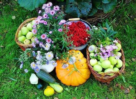 ПРОДАЖА ЗЕМЛИ ДЛЯ САДОВОДСТВА, ОГОРОДНИЧЕСТВА, сельхозземли для .