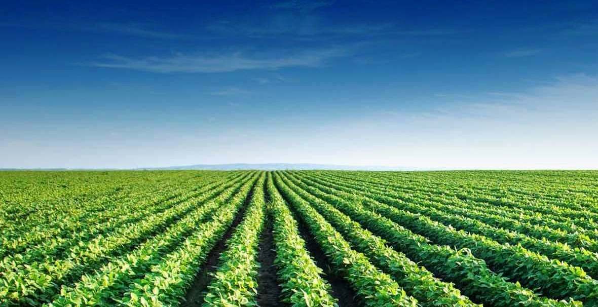 BUY AGRICULTURAL BUSINESS IN RUSSIA, SERVICES FOR BUYING AGRIBUSINESS IN RUSSIA