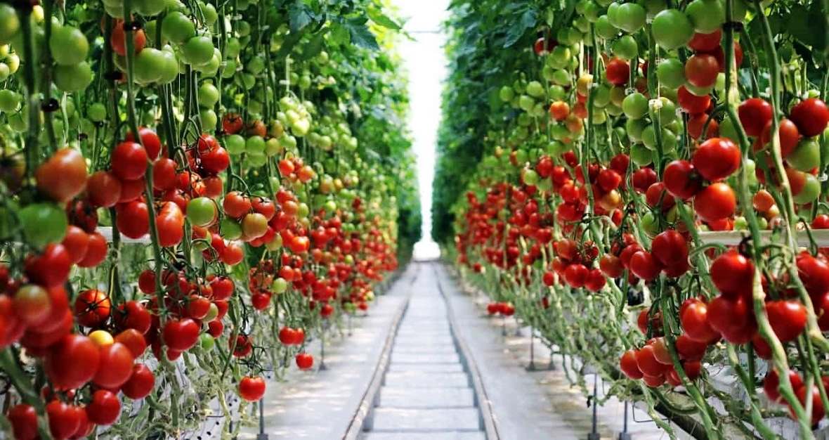 SALE OF FARMS AND GREENHOUSES IN THE KRASNODAR TERRITORY, We sell in-the-Krasnodar-Territory – livestock farms, vineyards, orchards, irrigated agricultural land, agricultural land, goat farms, sheep farms, greenhouses, poultry farms, land plots for farms