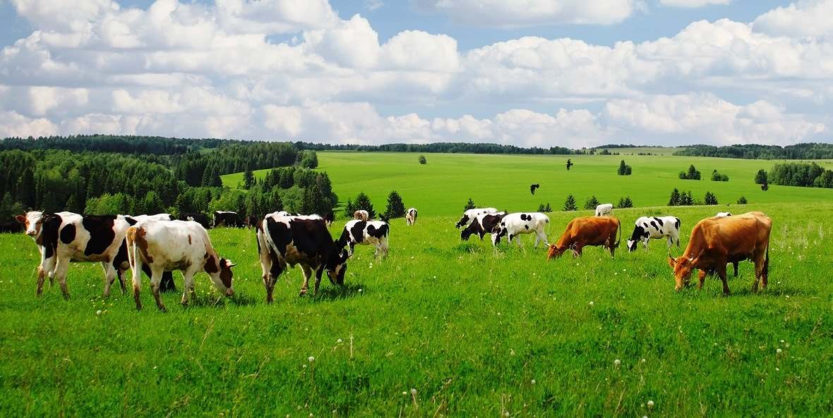 SALE OF RANCHES AND HUNTING FARMS IN THE KRASNODAR TERRITORY, Our company will help you buy land in the Krasnodar Territory for the organization of a hunting economy, keeping wild animals, farming, a farm for breeding and raising livestock