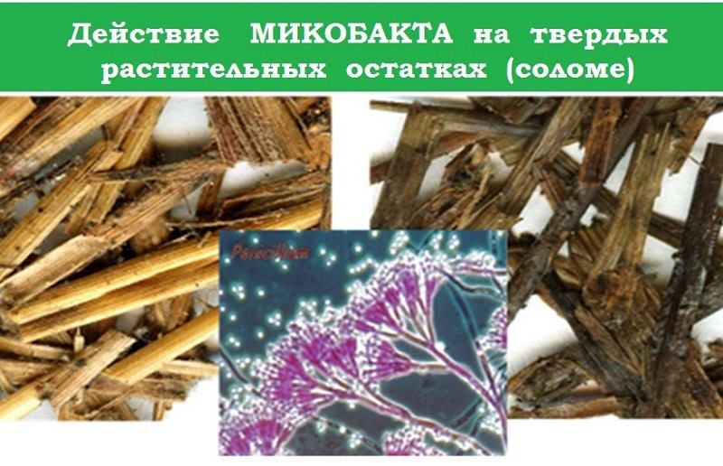   ,      ,    , , -  ,          ,  : ,   ,     ,   , , ,    . 
