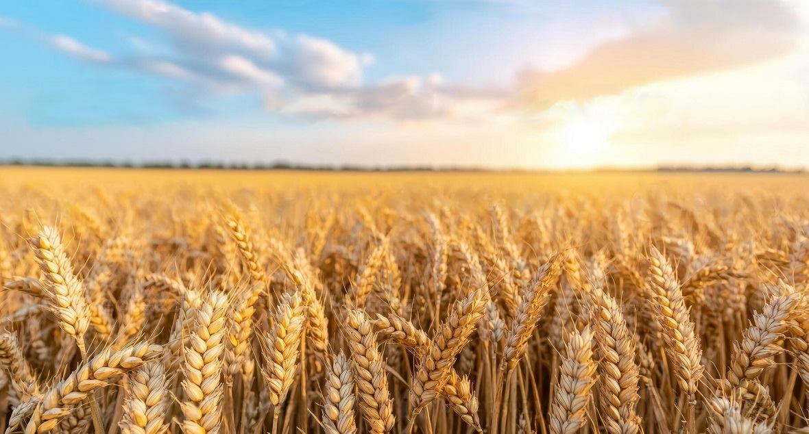  ,   ,   , , ,  ,  , .  , % , / , % (   ..)   (), . 1-3            ,  4          ,  5            ,  6         