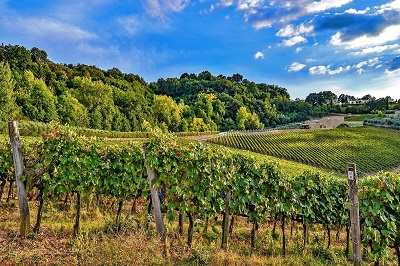 ТОП 10 винодельческих хозяйств Кубани