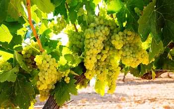 Белые сорта винограда, технические