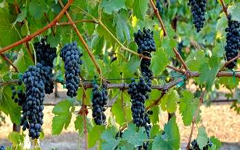 Черные сорта винограда, технические