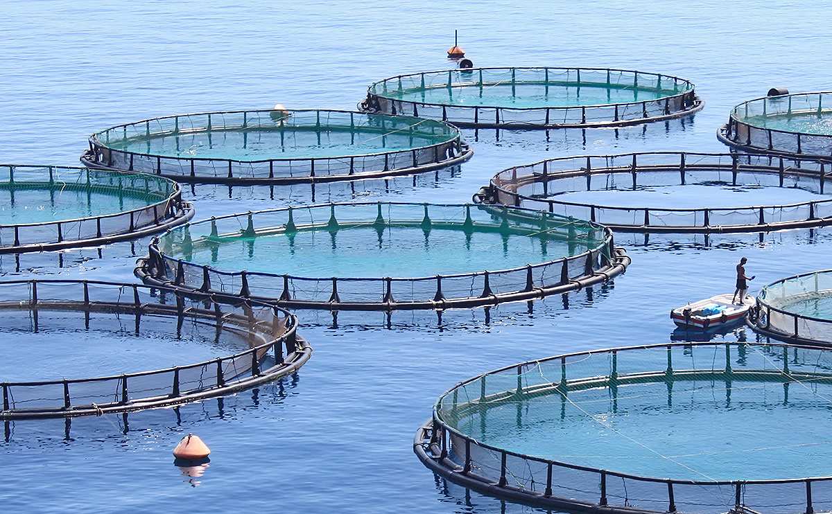 Проекты выращивание живая коллекторная черноморская мидия, устрицы, ропан, живая рыба ценных пород для экспорта