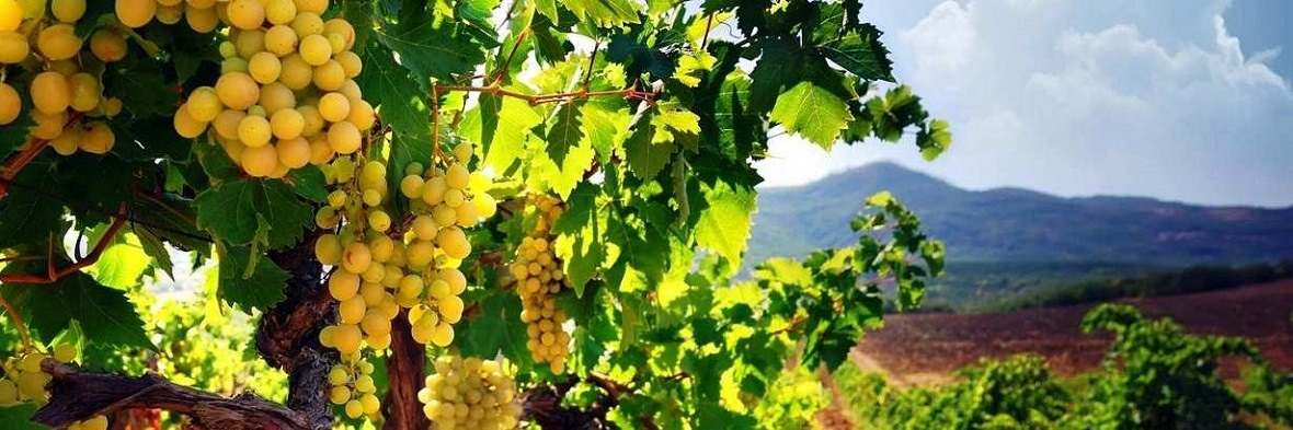 Виноградарство и виноделие в Азербайджане JAMnews