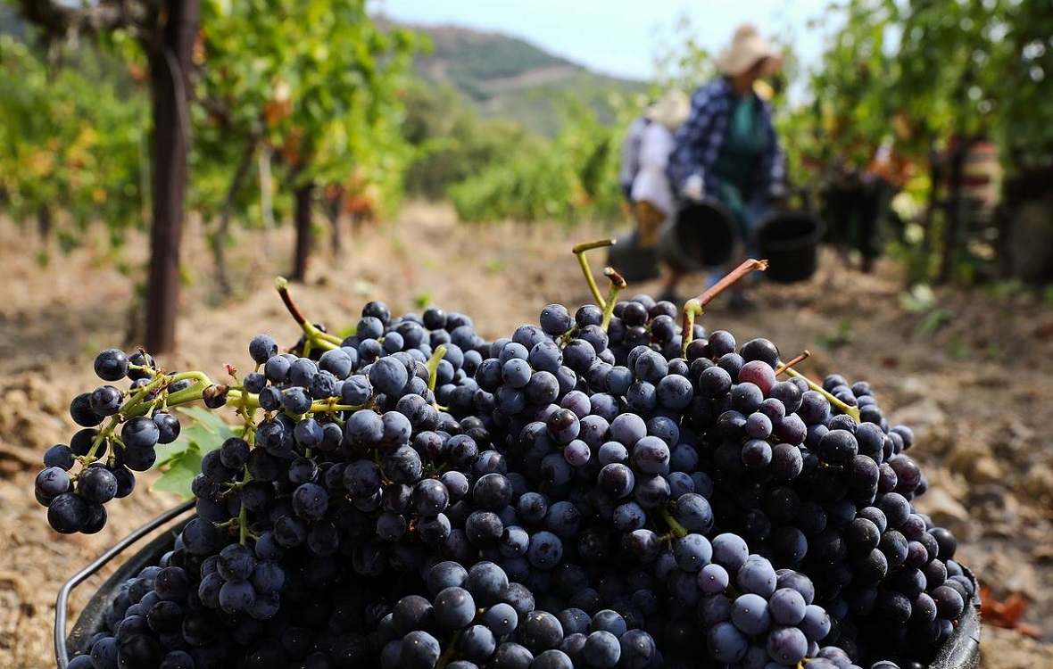 Массандра Крым виноградники